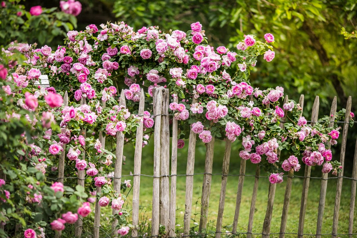 How to create a fragrant garden