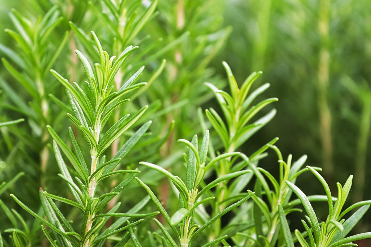 Dry rosemary what to do