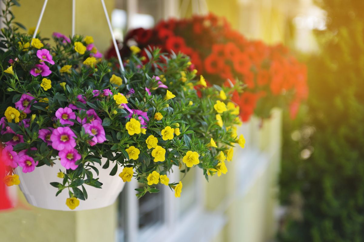 Perennial flowers for a balcony
