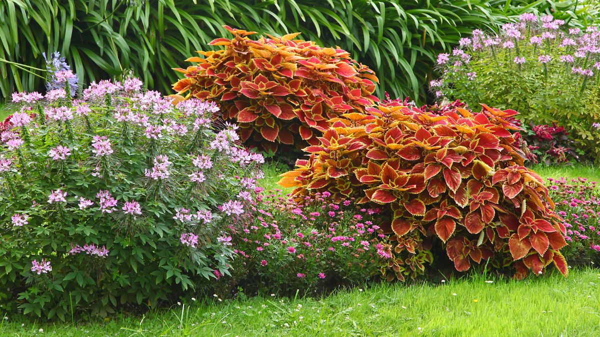 Flower beds with coleus