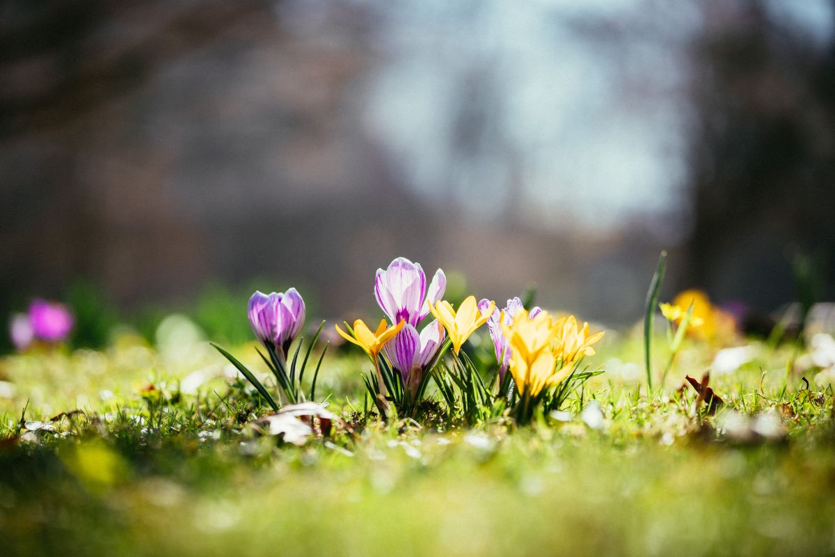 Crocus Plan arrival of spring