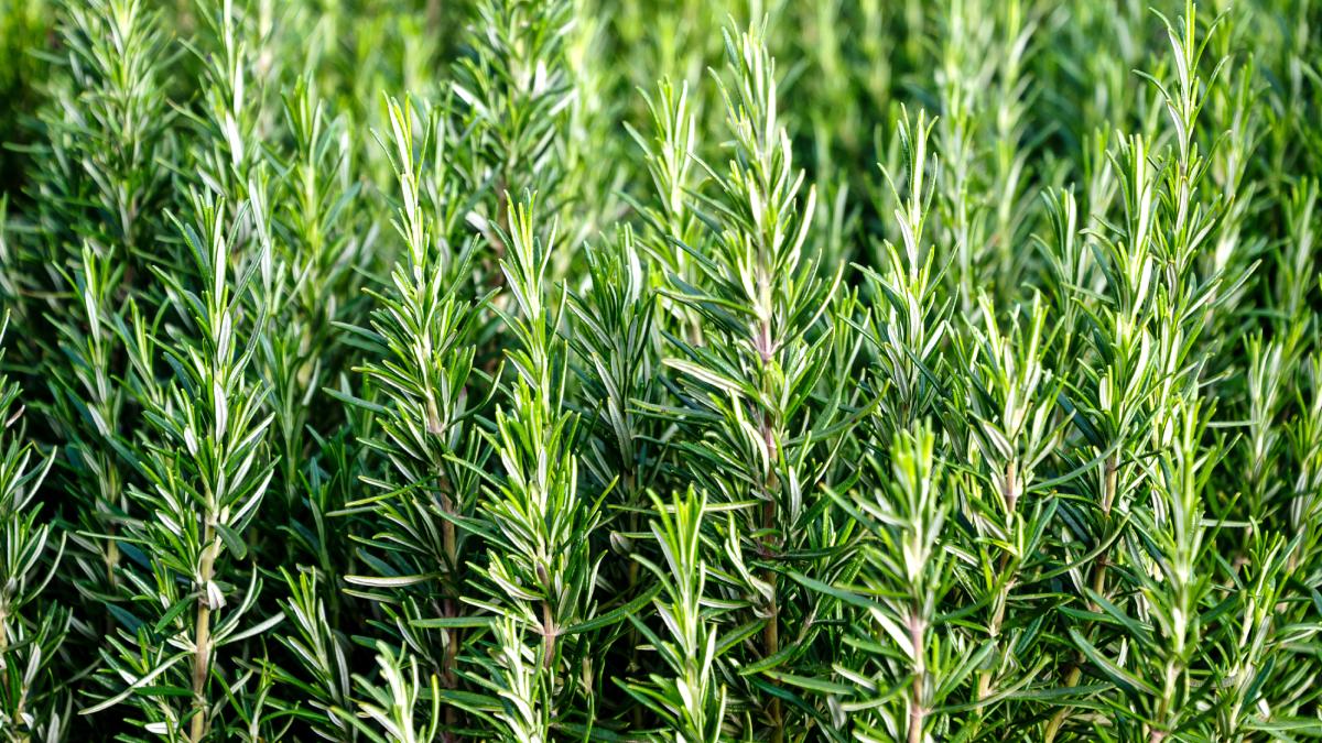 Pruning rosemary