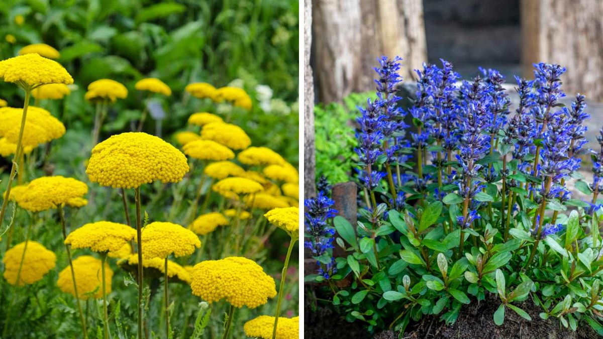 Plants against weeds