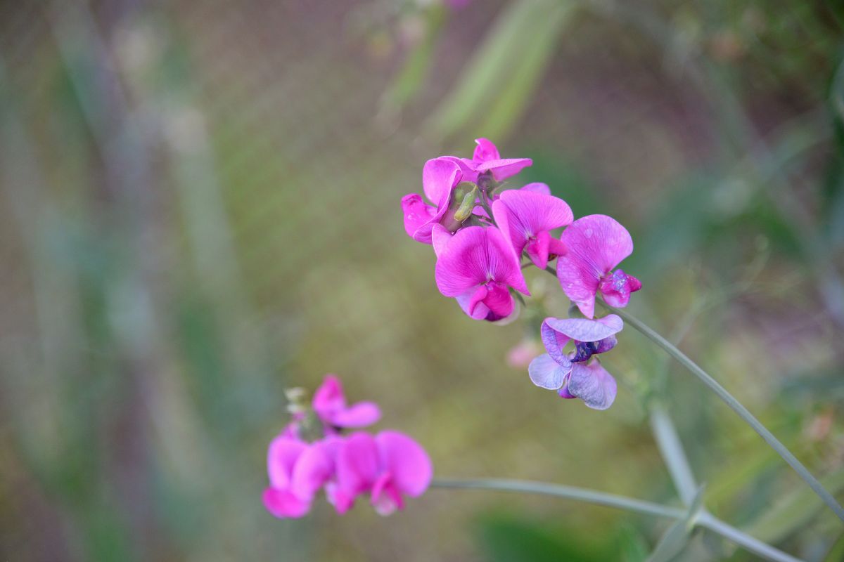 Climbing plants with colorful flowers