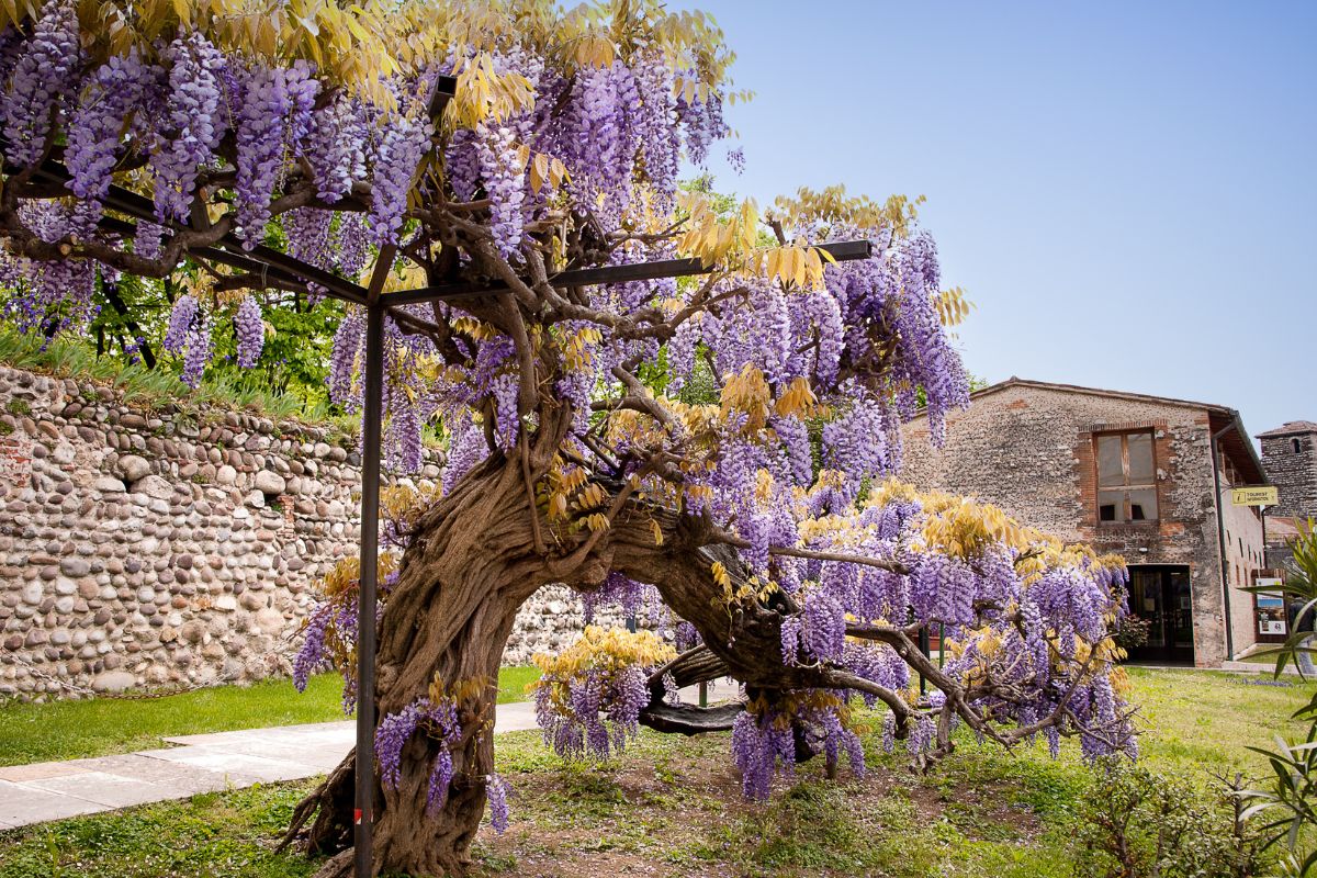 Climbing plants with flowers