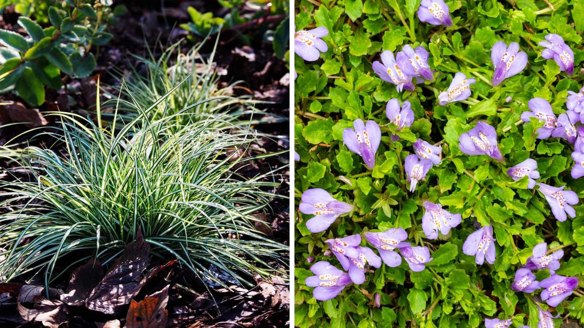 Plants against weeds