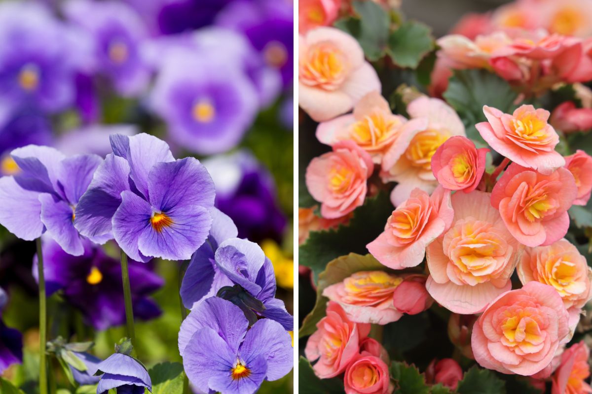 Flowers for the spring balcony