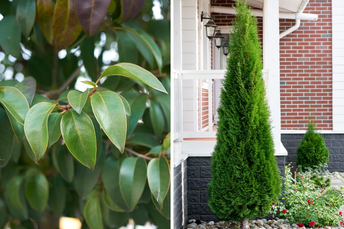 Plants to shield the terrace