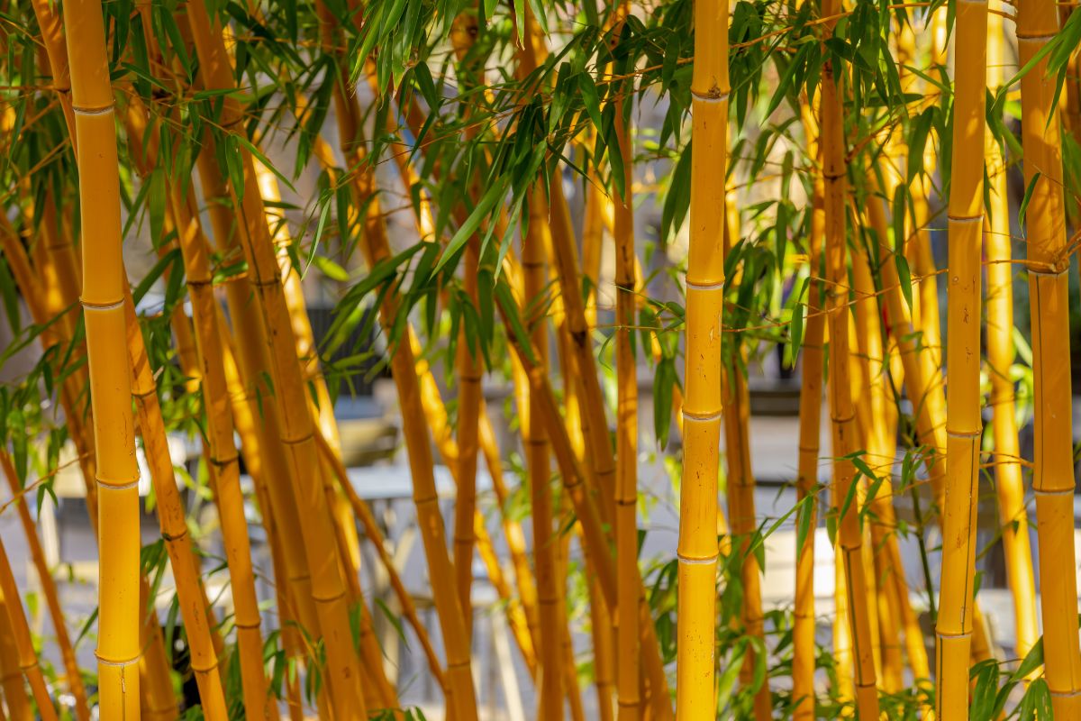 Privacy plants on the terrace