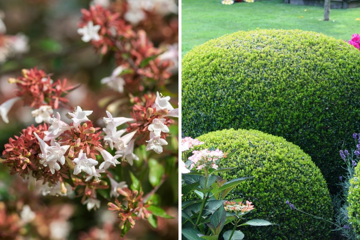 Perfect plants for small garden