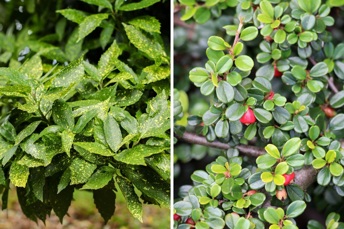 Plants for a small garden
