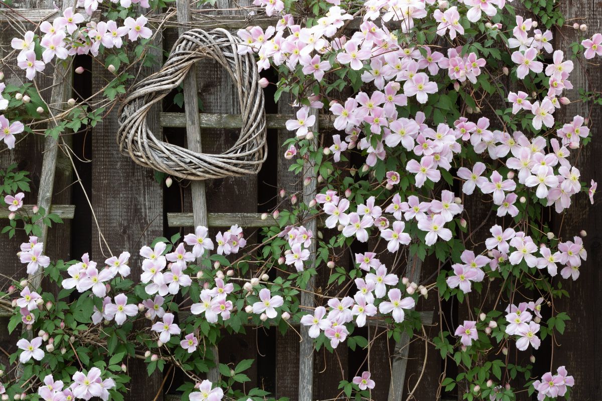 Climbing plants with colorful flowers