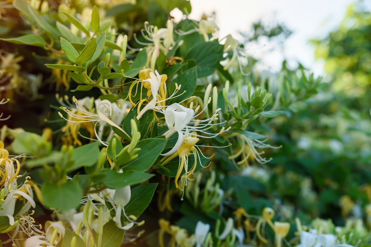 Plants with colored flowers