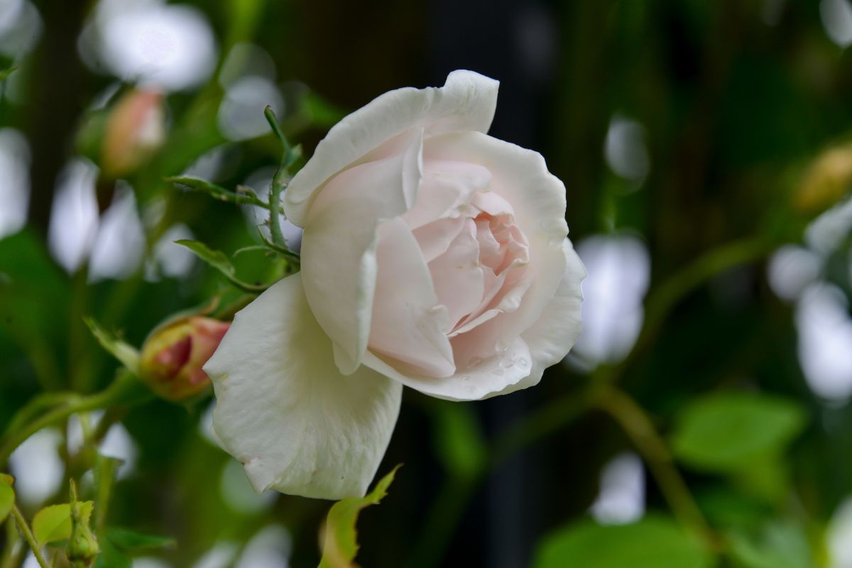 Climbing plants with colorful flowers