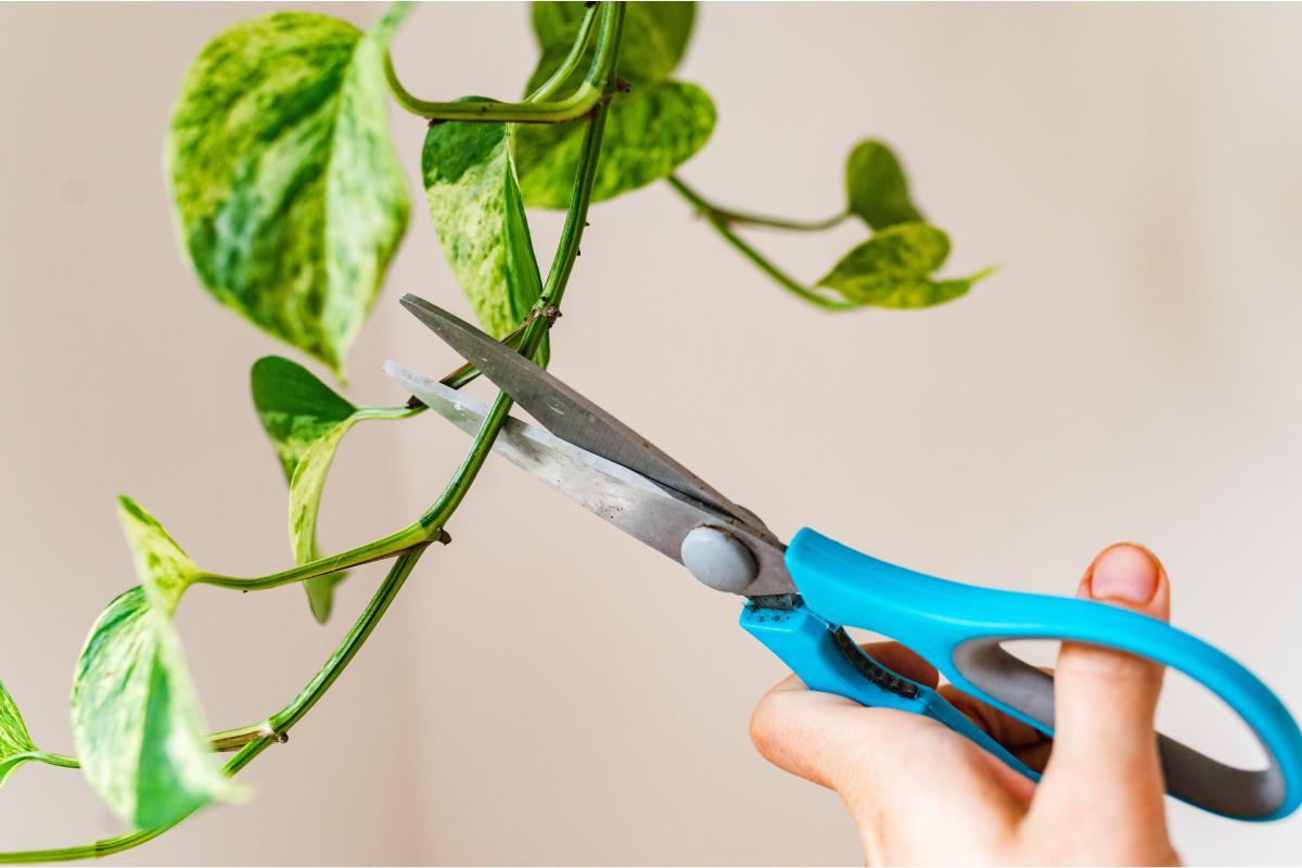 Pothos pruning