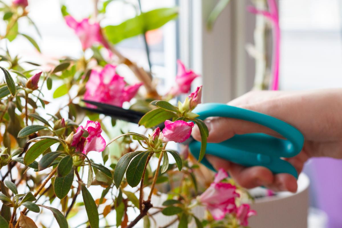 Prune the azalea to keep it healthy