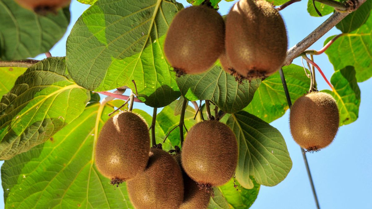 How to prune the kiwis