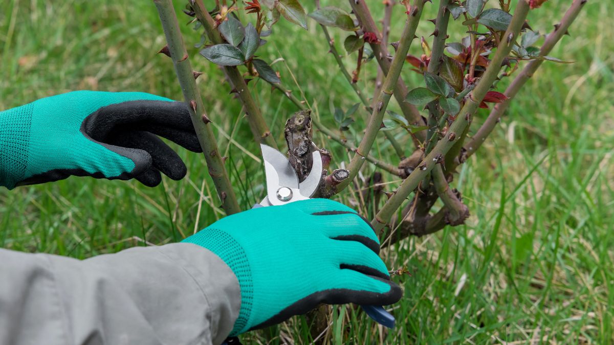 How and when to prune the roses