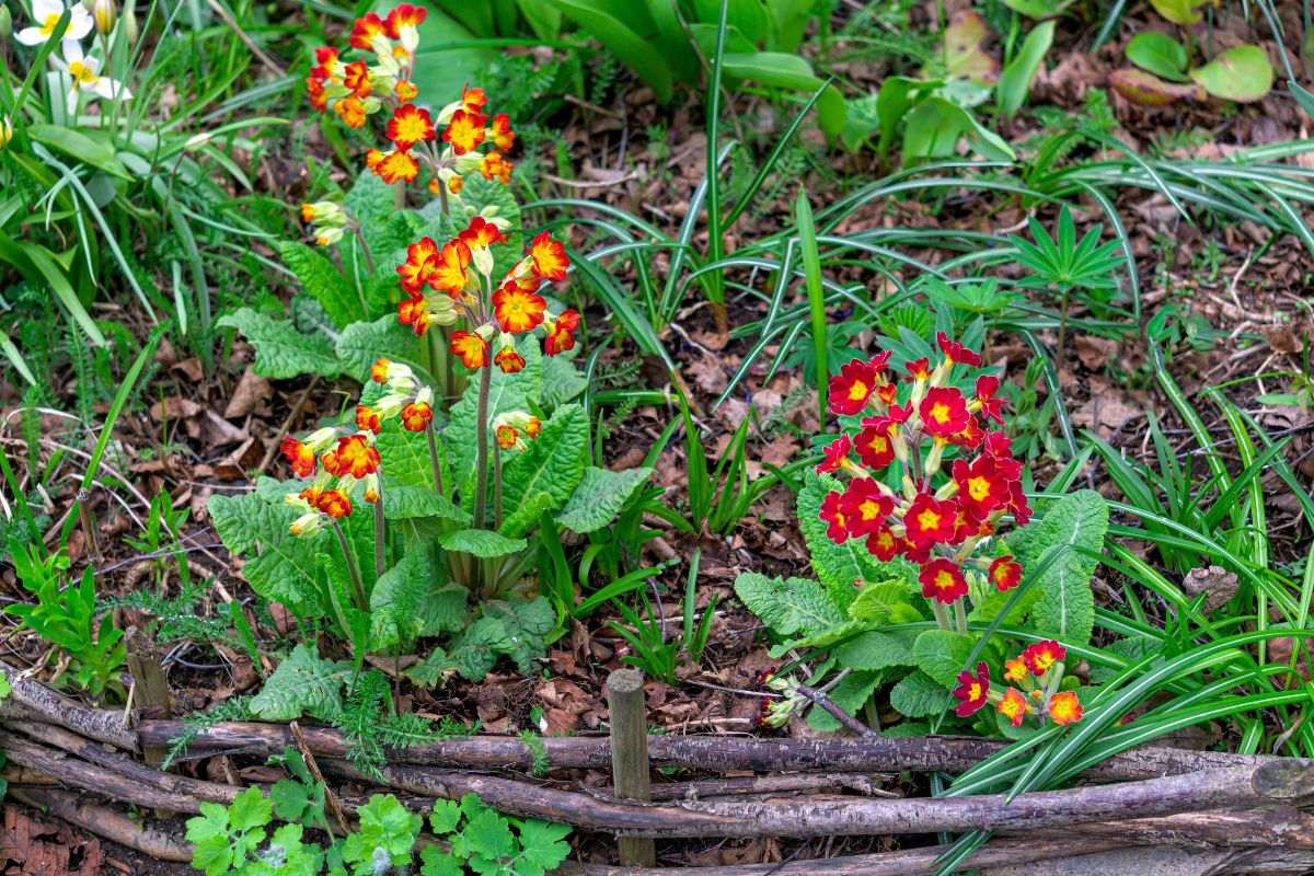 Flowering flower beds with primroses