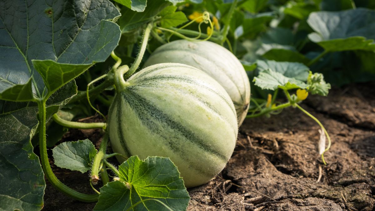 How to sow the melon