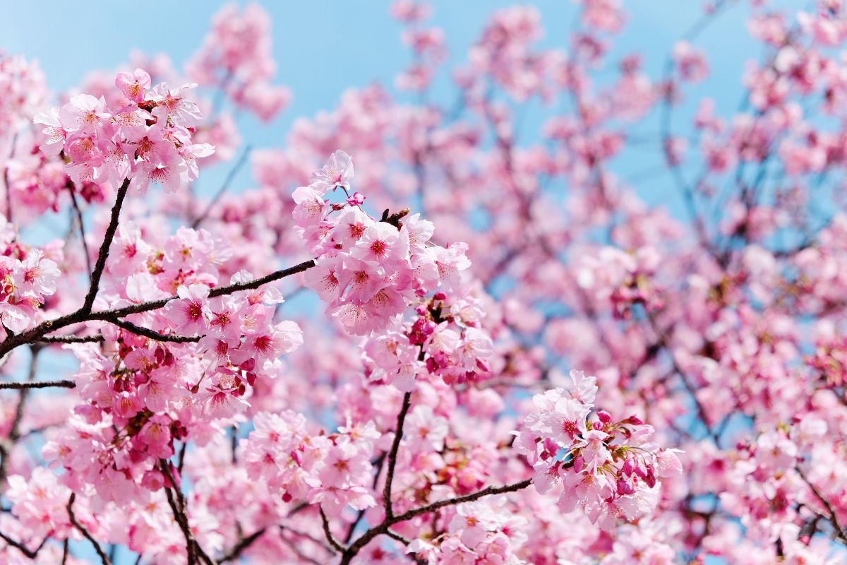 Meaning of cherry blossoms