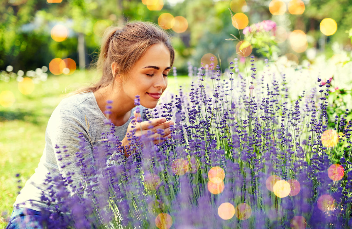 Flower bed with lavender.