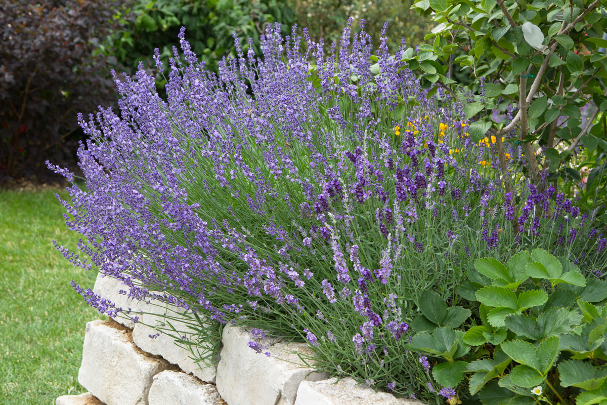 Flower bed with lavender.