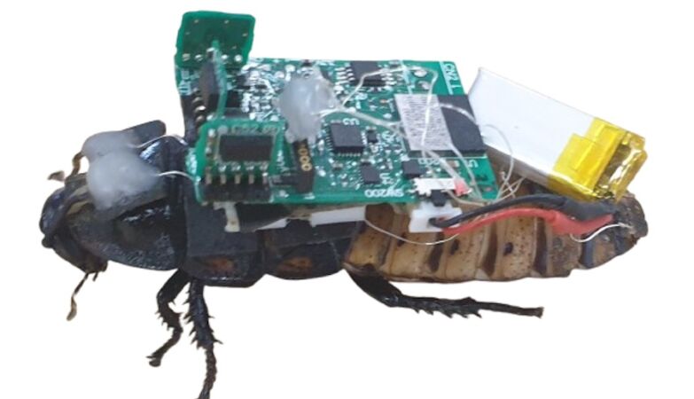 Indestructible, intelligent and with GPS. Scientists turn cockroaches into cyborgs