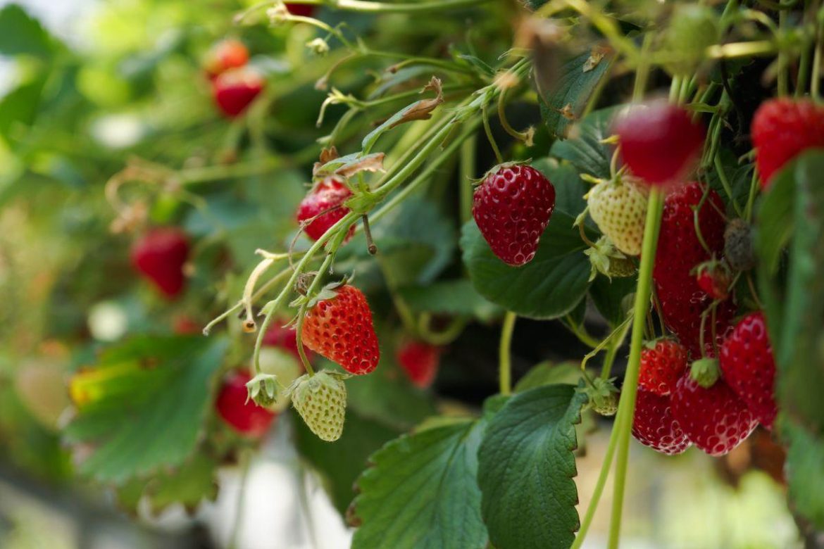 What fertilizers are best for strawberry growth?
