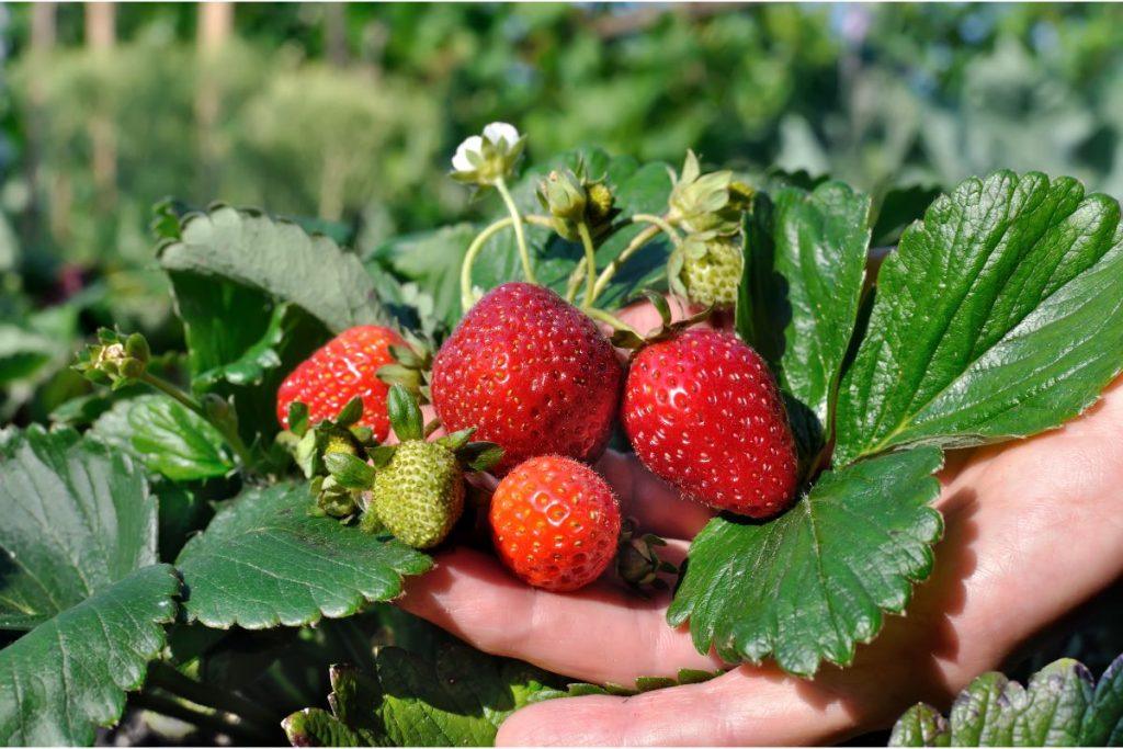 Strawberry fertilization