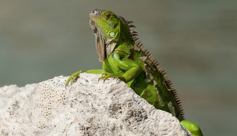 The iguanas took a mini-turn to the world in raft 34 million years ago