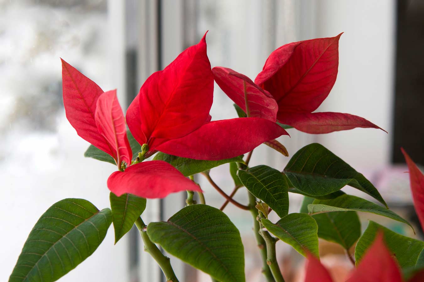 How to treat the Christmas star for a splendid flowering in spring