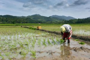 Philippine wine sludge is a powerful anti -aging food