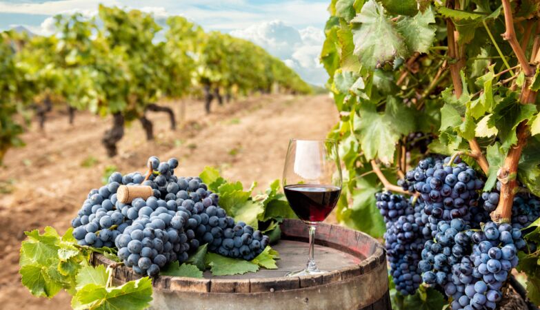 Wine: 530 genomes adapt to climate change. Discovery can “impact the global economy”