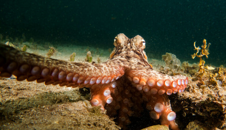 The octopuses that change color are the “solar panels” of the ocean