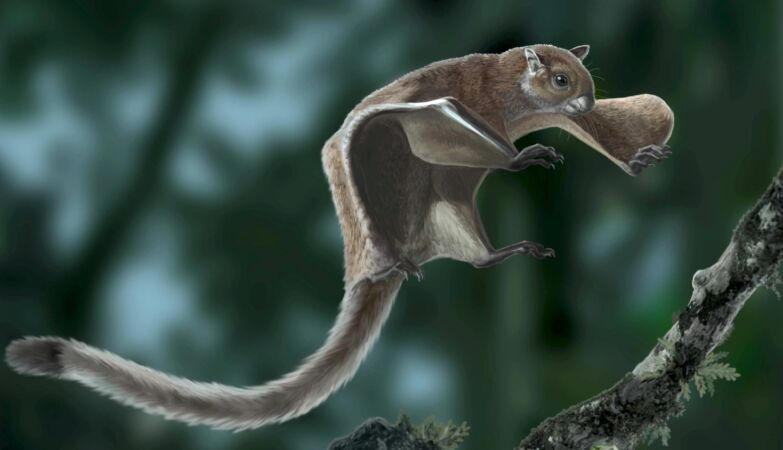 Unusual fossil uncovered of giant “flying squirrel” the size of a cat