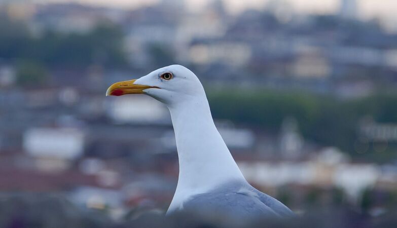 Portuguese seagull flies to Israel and breaks the longest travel record of the species