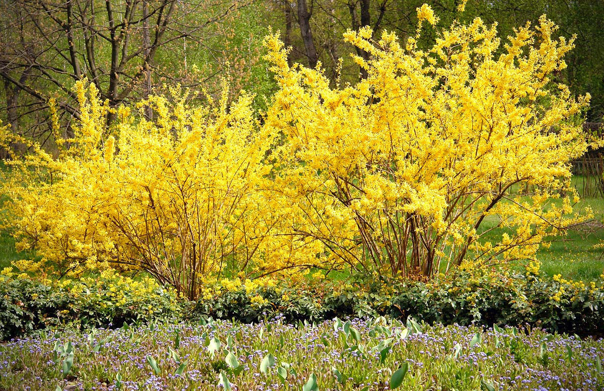 The Forsizia beautiful garden plant with splendid yellow flowers.