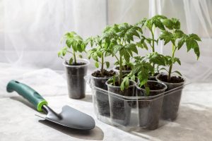 At the turn of March and April, I water the tomato cuttings. The stems bend from juicy tomatoes. How to fertilize tomatoes?