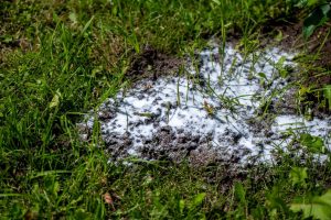 Spread around the anthill in the garden, and it will kill all ants. A home way to ants that works when others fail