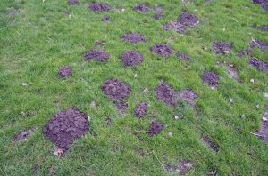 Pour the home infusion into the mound, and the pest will emerge where the pepper grows. You won't see him in your garden anymore. A way for a mole