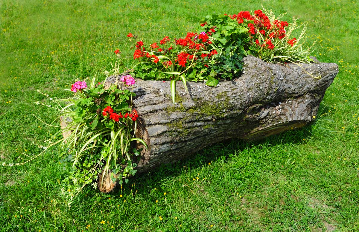 How to create original flower beds? 10 creative ideas to copy immediately