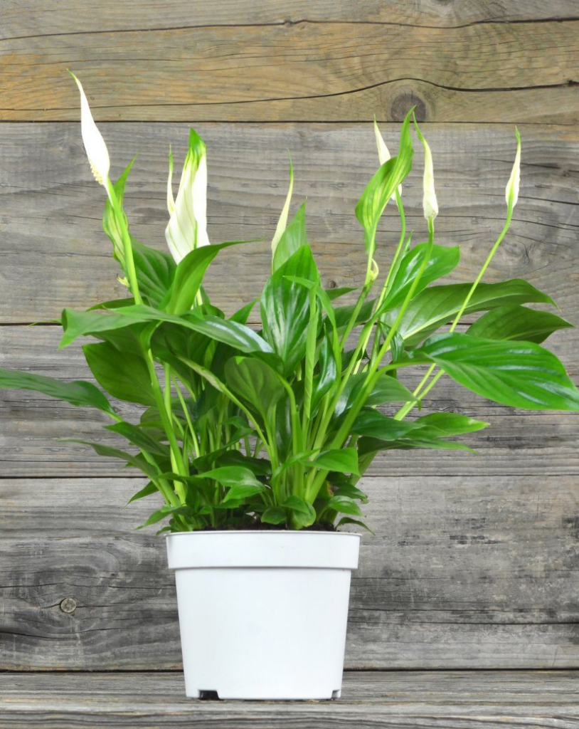 Want to sleep better? These 15 plants for the room help to purify the air