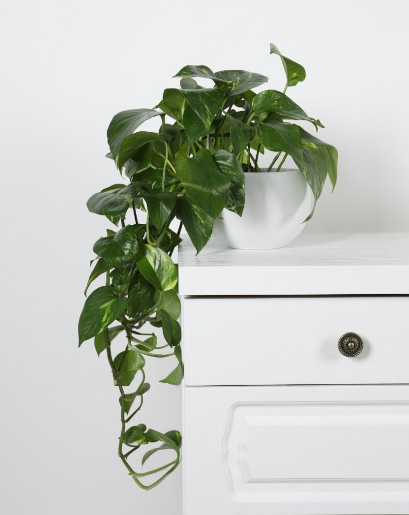 Want to sleep better? These 15 plants for the room help to purify the air