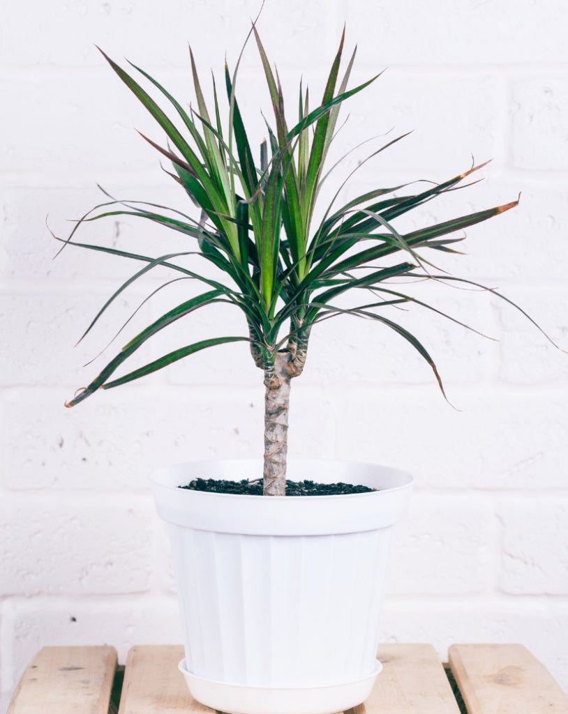 Want to sleep better? These 15 plants for the room help to purify the air