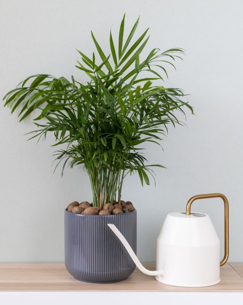 Want to sleep better? These 15 plants for the room help to purify the air