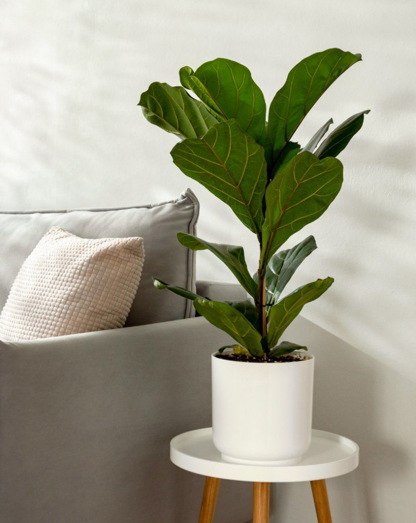 Want to sleep better? These 15 plants for the room help to purify the air