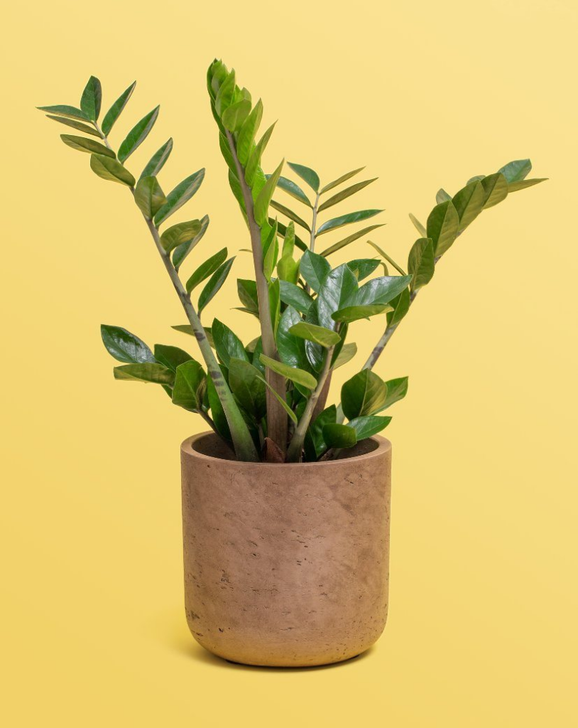 Want to sleep better? These 15 plants for the room help to purify the air