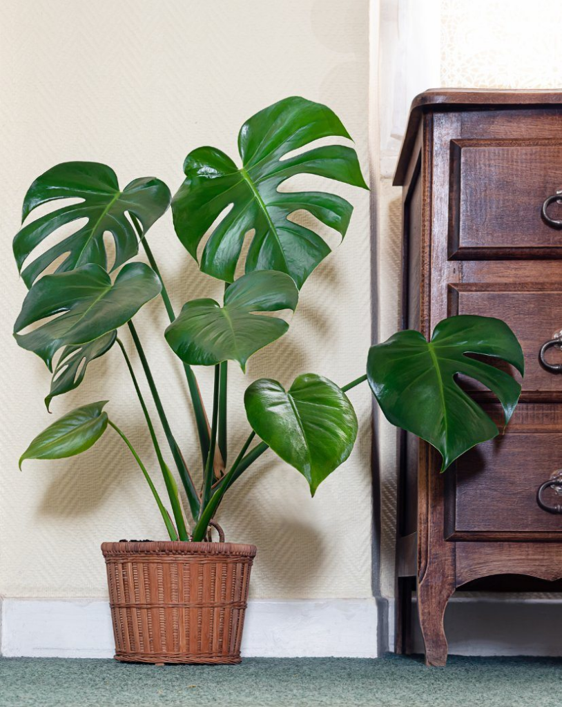 Want to sleep better? These 15 plants for the room help to purify the air