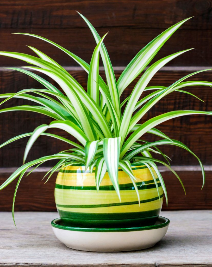 Want to sleep better? These 15 plants for the room help to purify the air